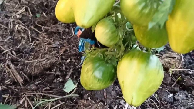 Парикмахерская для помидор. Почему нужно обрезать листья помидор? смотреть онлайн