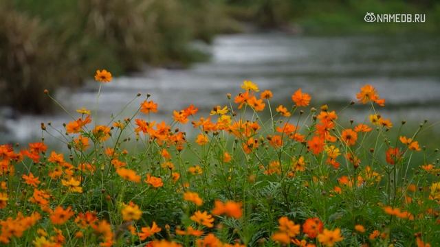 Магическое отражение будущего
