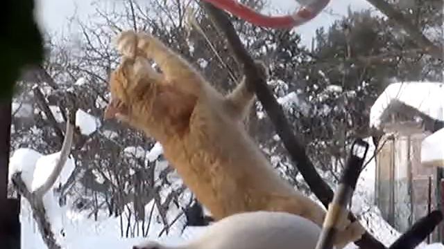 Наша Казя ворует сало синячек смотреть онлайн