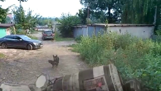 СОБАКИ НЛО И МЕРСЕДЕС смотреть онлайн