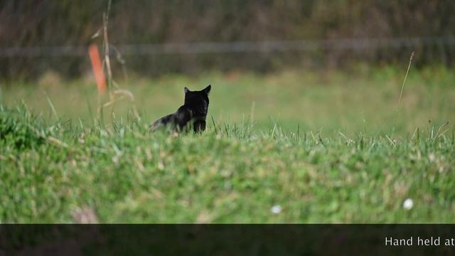 Nikon Z6 I Vs Nikon Z6 II: Battle Of The Nikon Mirrorless Z6's