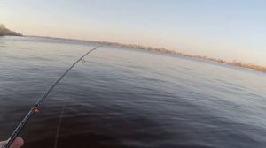 Ловля жереха на КУКРИ р.Днепр
