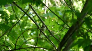 Пение соловья. Голоса птиц. Nightingale song. AllVideo.