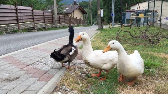 Красная Поляна весной 2018: бюджетный тур в "Горки-Город" смотреть онлайн