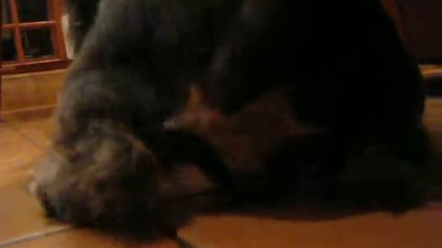 заводная собака смотреть онлайн