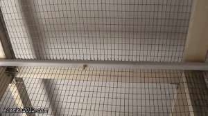 Клетки для бройлеров своими руками