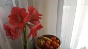 Правильный уход за амариллисом. Мои цветы. Мой опыт.