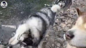 ✔ Маламут: достоинства и недостатки породы