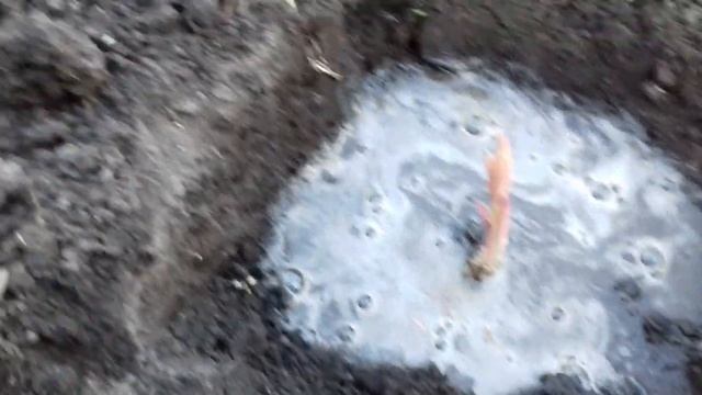 КАК САЖАТЬ ЛИЛИИ ВЕСНОЙ. ПРАВИЛЬНАЯ ПОСАДКА В ОТКРЫТЫЙ ГРУНТ.