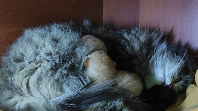 Котятам Пушинки 7 дней кошка и котята / kittens 7 days смотреть онлайн