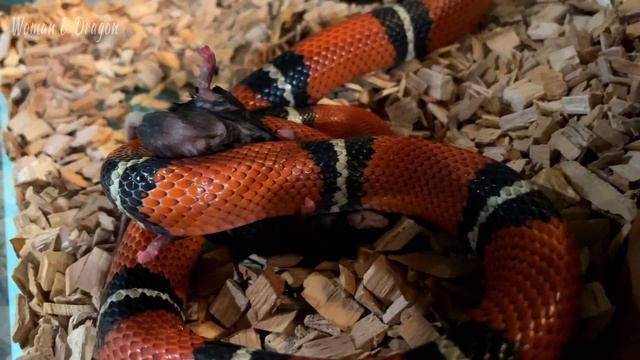 Кормлю всех своих змей. Красивые змеи и кадры хищных повадок. смотреть онлайн