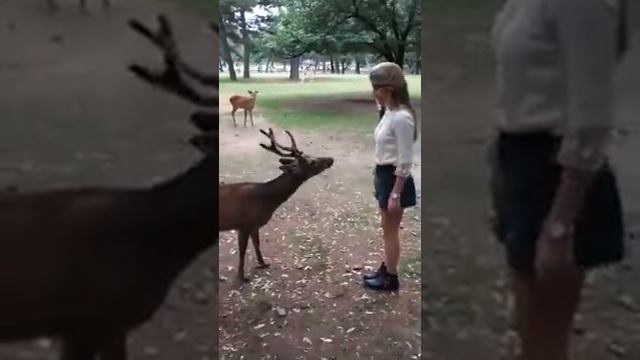 Дрессированный олень с Японии смотреть онлайн