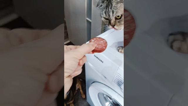 Кошки и собаки смотреть онлайн