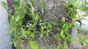 Новинка из Лучших Сортов Голубики Сиерра! Его Стоит Посадить!