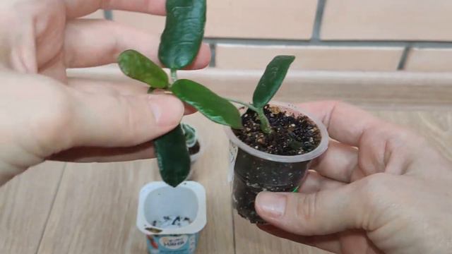 Самые медленные хойи (после получения посылки прошло 3,5месяца) смотреть онлайн
