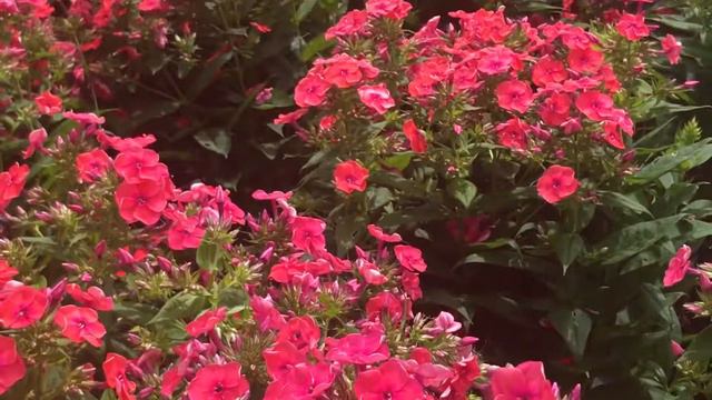 Phlox Flame Coral
