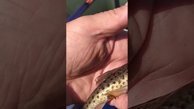 Чудо юдо рыба кит. смотреть онлайн