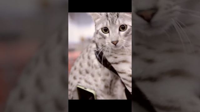 Знакомьтесь - это египетский мау смотреть онлайн