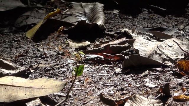 Manu Park (Peru): Birds and other Wildlife смотреть онлайн