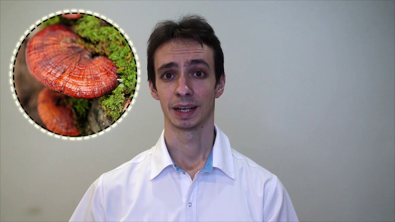 ГРИБЫ против РАКА: гриб РЕЙШИ и ХВОСТ ИНДЕЙКИ смотреть онлайн