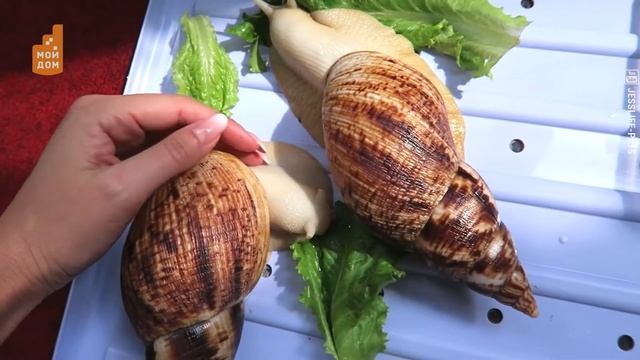 Крокодилы-бегемоты и зеленый попугай: самые необычные домашние питомцы смотреть онлайн