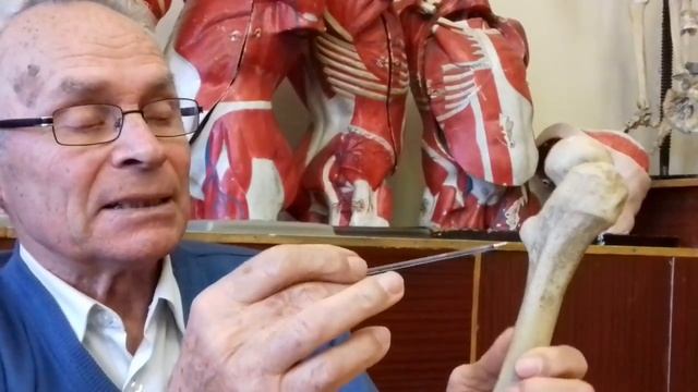 Видео-урок по анатомии. Скелет тазового пояса и свободной нижней конечности смотреть онлайн