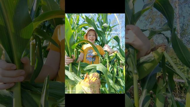 Собрали сегодня с мальчишка тачку❗ кукурузы🌽🌽🌽
Вкуснятина🤤