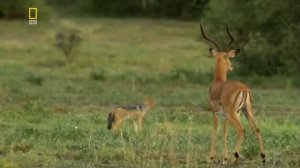 Охота Леопардов