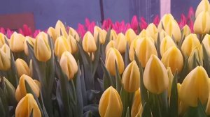 Выгонка тюльпанов к 8 Марта .Тюльпан сорт Авокадо .Tulip Avokado .