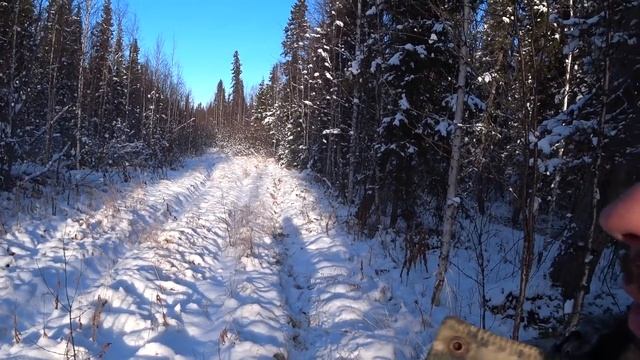 По следам глухаря / разведка новых мест. Охота в тайге Коми. Каракат охотник. смотреть онлайн