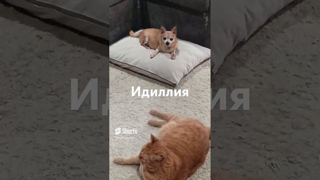 26 июля 2024 г.