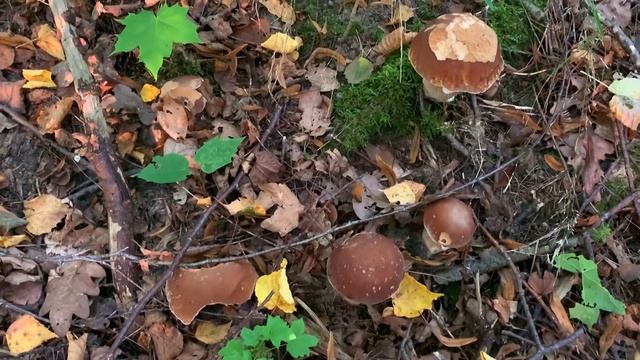 Белые грибы полянами! Осенний сбор??Дары леса. смотреть онлайн