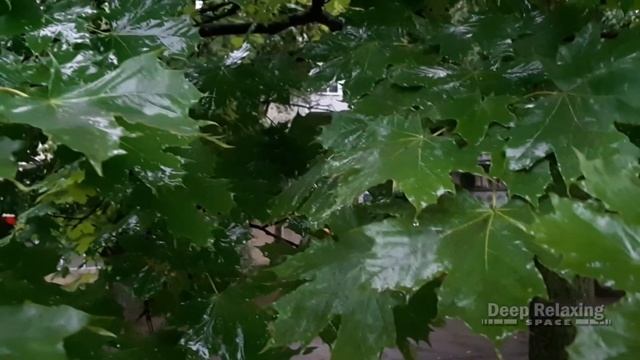 Музыка дождя смотреть онлайн