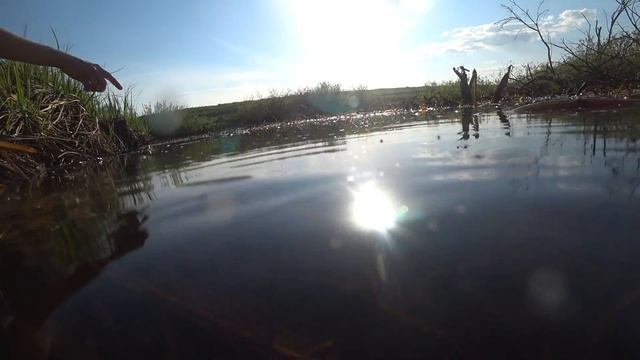 Под водой: личинки ручейников, улитки прудовики. смотреть онлайн