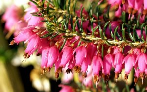 Эрикa Erica РЕЛАКС АРТ-ТЕРАПИЯ ИМПРОВИЗАЦИЯ композитор Виктор Анохин #музыка #piano #цветы #flowers