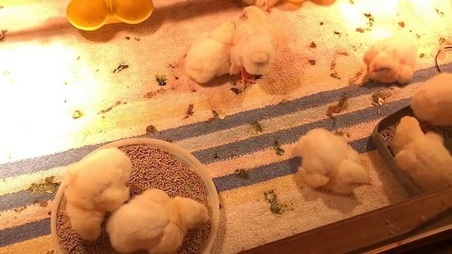 Пропойки Цыплят-Бройлеров АНТИБИОТИКАМИ и др. лекарствами смотреть онлайн