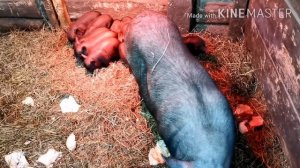 РАЗВЕДЕНИЕ ВЬЕТНАМСКИХ ПОРОСЯТ! Загон для свиноматки! Что нужно знать при разведение вьетнамцев!