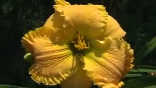 Лилейник daylily ATOMIC GLOW смотреть онлайн