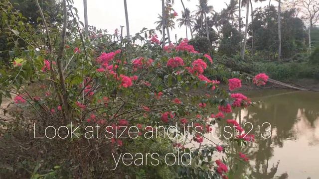 The Paper Flower || Nature Speakz ||Bougainville смотреть онлайн