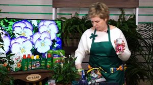 Как правильно посеять виолу чтобы получить цветение в первый год? ? Мастер класс в прямом эфире