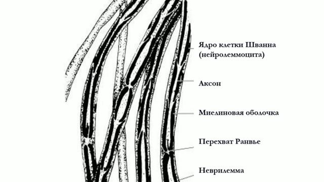 Нервная ткань смотреть онлайн