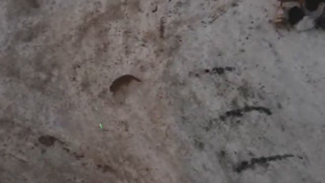 Кошка и лазер смотреть онлайн