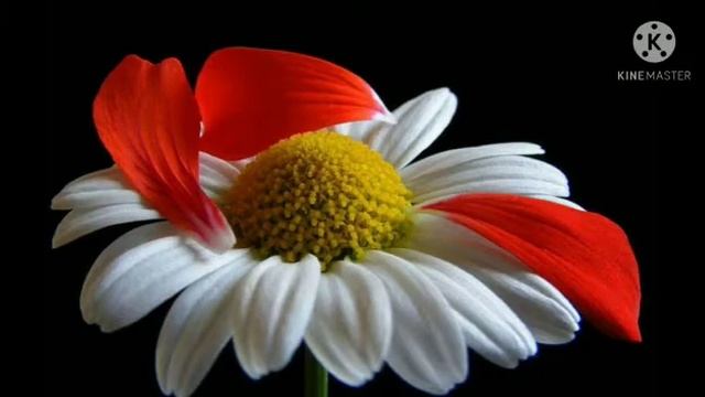 Елена Деревянкина. "Красная ромашка" . Исполняет автор. смотреть онлайн