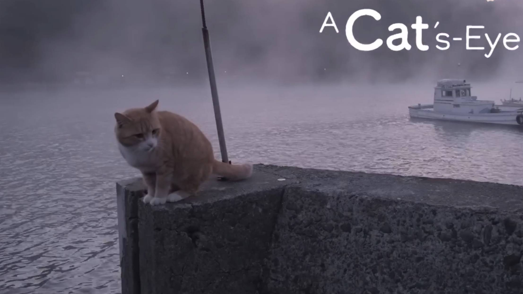KUMAMOTO - Cats Eye