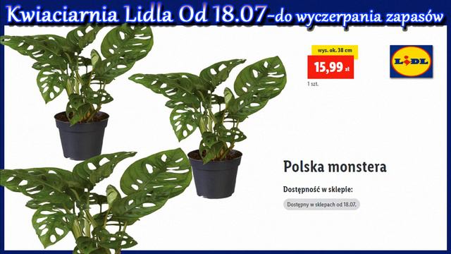 Lidl | Kwiaciarnia Lidla | Oferta od poniedziałku 18.07.2022 | Letnie okazje w supercenach w Lidlu смотреть онлайн