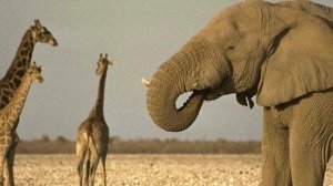 СЛОН - ИНТЕРЕСНЫЕ ФАКТЫ