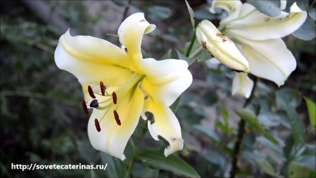 Лилии. Вредители лилий, борьба с ними смотреть онлайн