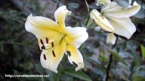 Лилии. Вредители лилий, борьба с ними