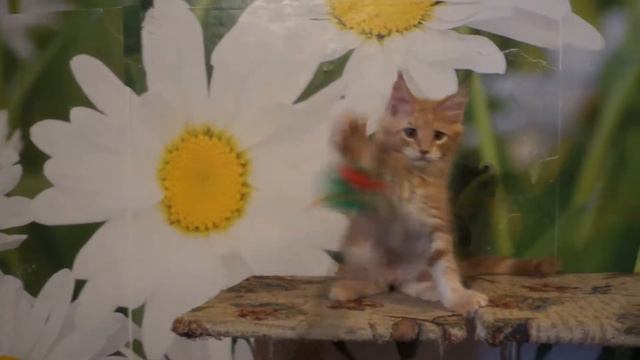 Котенок мейн кун Янтарь смотреть онлайн