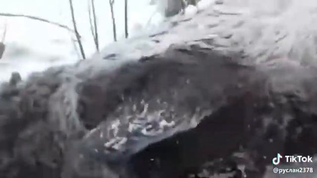 Спасение провалившегося под лед оленя в Бурятии